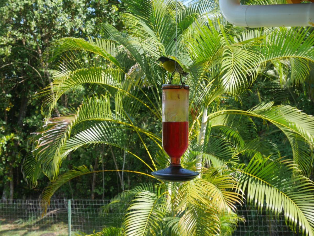La Joupa Case Anthurium Sainte-Rose Zewnętrze zdjęcie